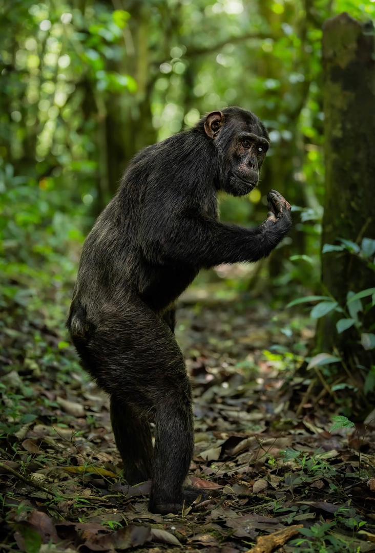 chimp standing